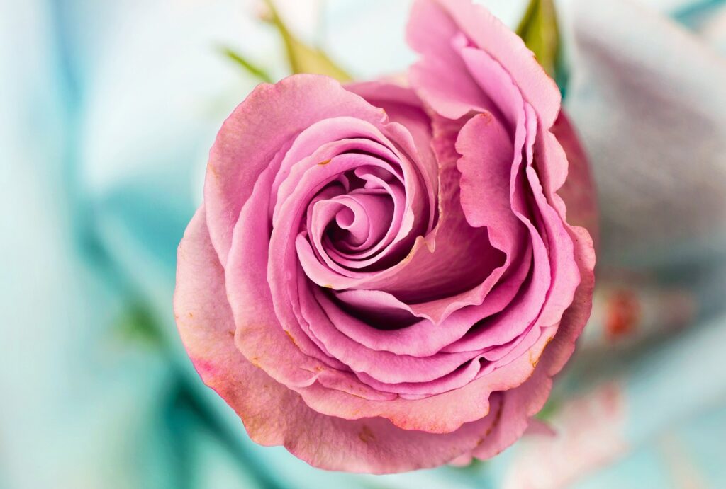 rose, flower, petal-3142529.jpg